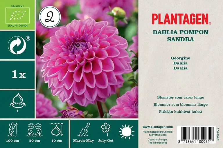 Dahlia x pinnata (Decorative Group) 'Sandra' Georgine ‘Sandra’