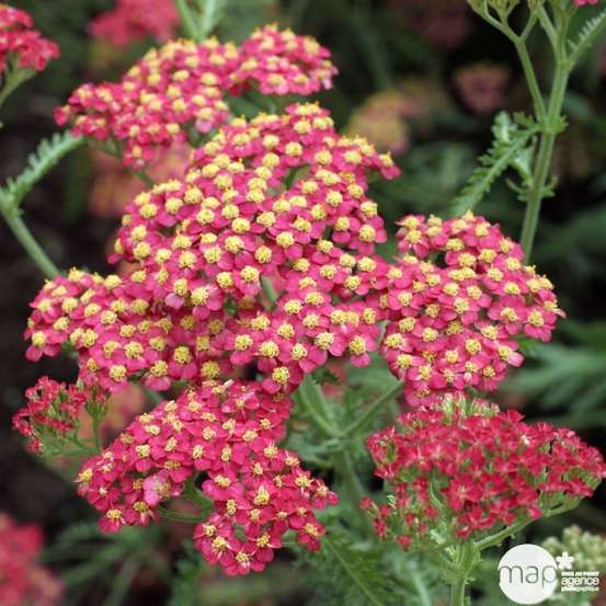 Achillée Millefolium 'Paprika' : godet vert