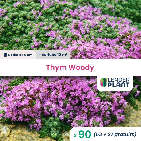 90 x thym laineux rampant woody en godet