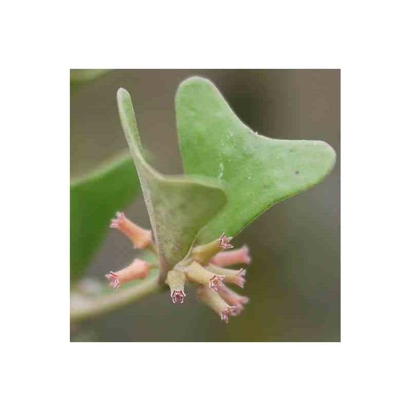 Hoya manipurensis (fleur de porcelaine, fleur de cire) rouge - taille pot de 2 litres - 20/40 cm