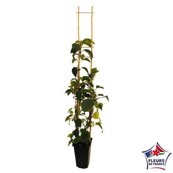 Schizophragma hydrangeoides, pot 3 litres