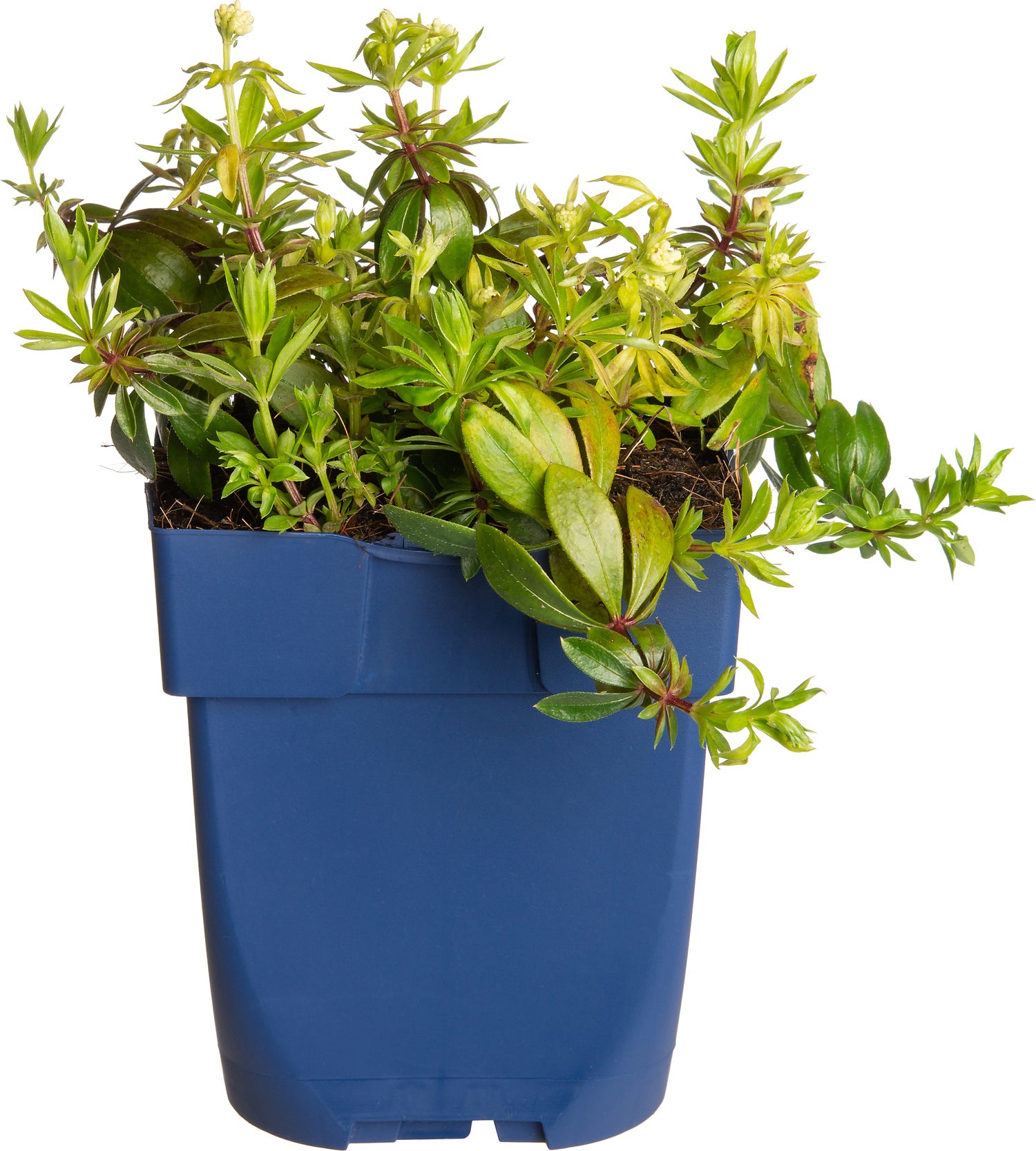 Lievevrouwebedstro (Galium odoratum) D 11 H 15 cm