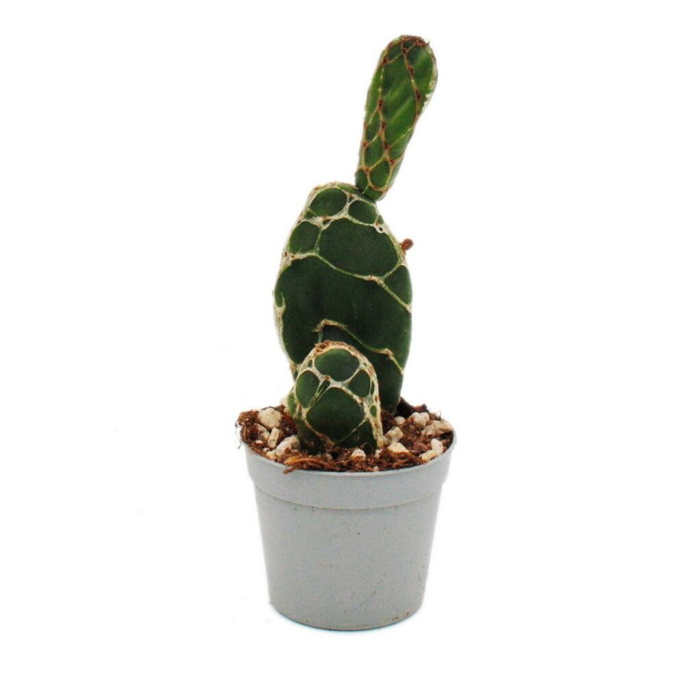 Cactus cobra - opuntia reticulata 