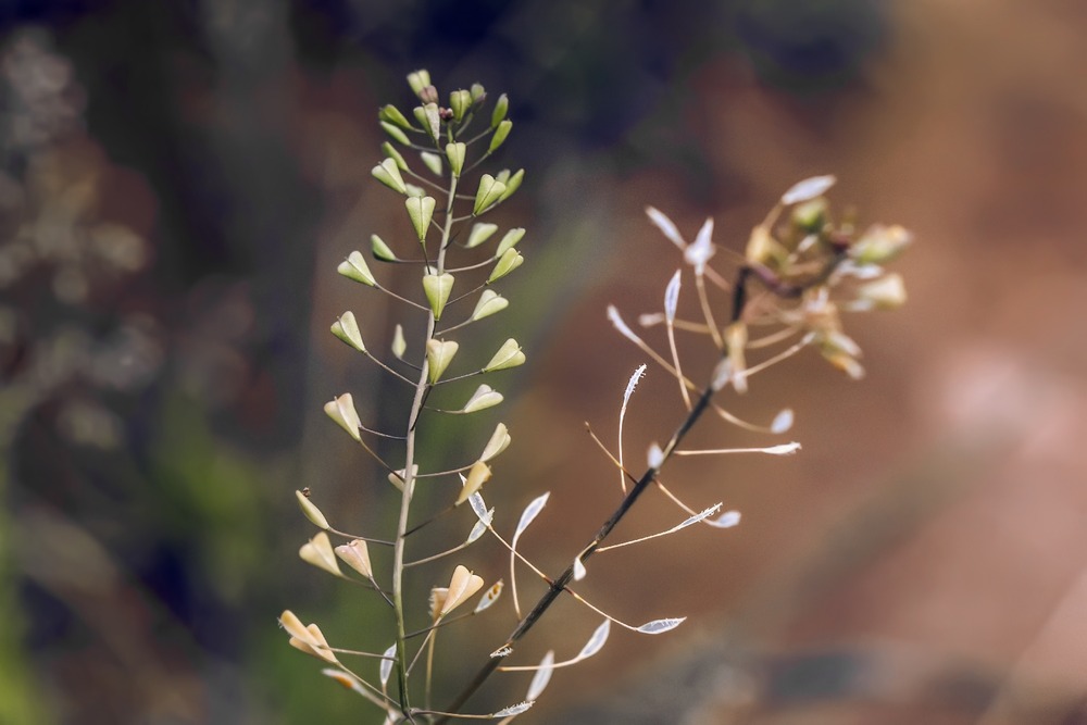 Jardin dans le sac - la bourse-à-pasteur - 1000 graines - capsella bursa-pastoris