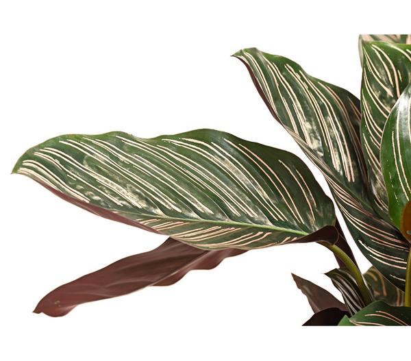 Korbmarante - Calathea ornata