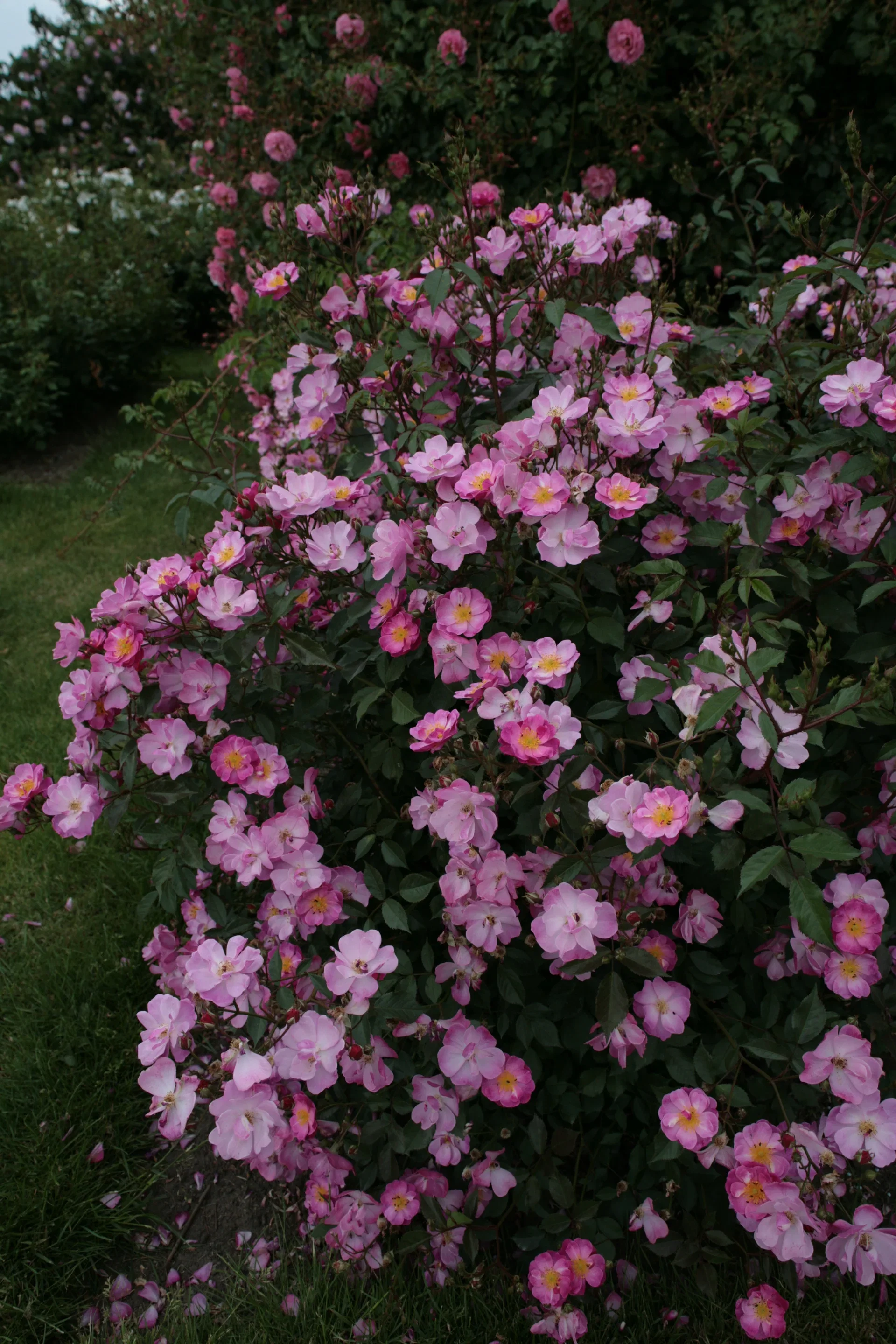 Rosa 'Lavender Dream' 3L Bunndekkerose LAVENDER DREAM Ø19 cm