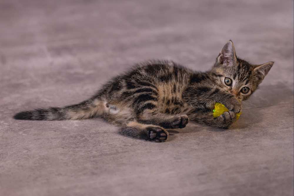 Beeztees kattenspeelgoed krinkelbal Evy D 5 cm 4 stuks