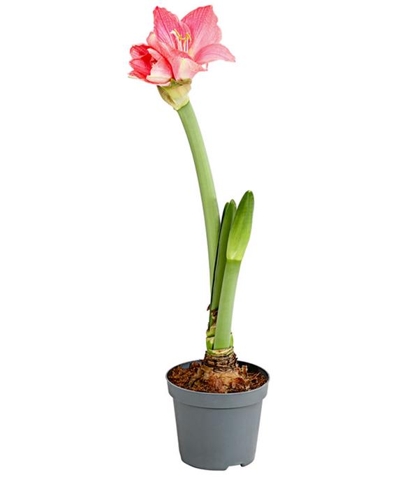 Amaryllis - Hippeastrum-Hybride, verschiedene