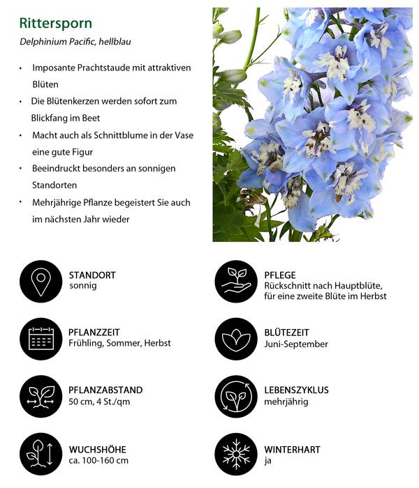 Rittersporn, verschiedene Sorten