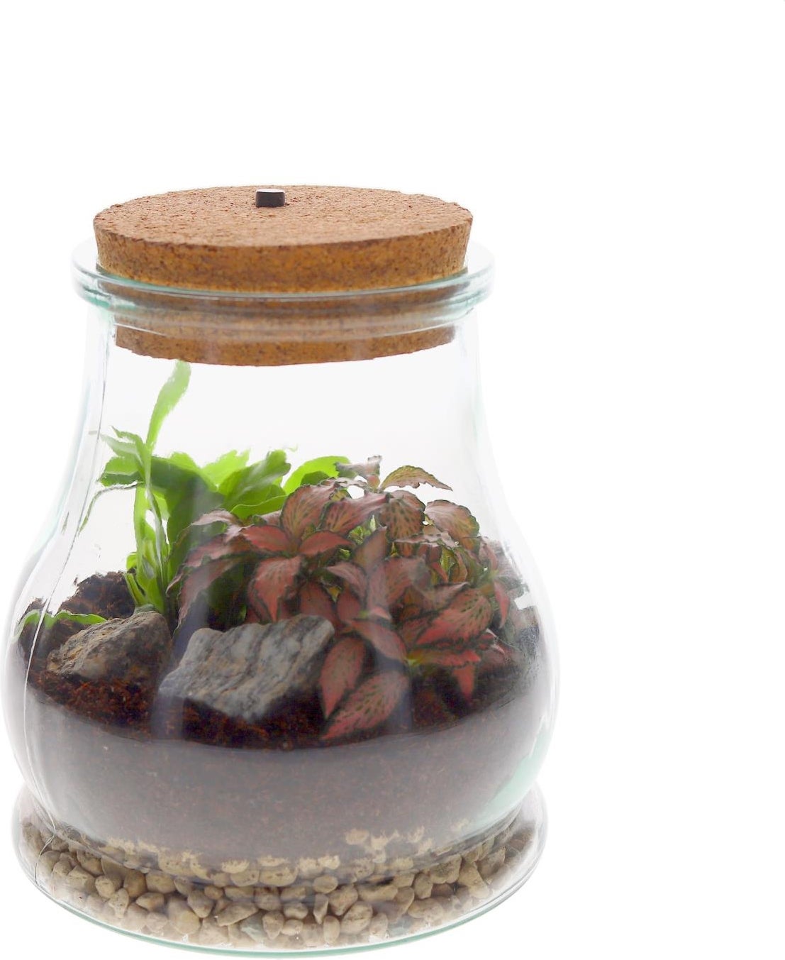 Intratuin arrangement in terrarium met LED kurk D 15 H 19 cm