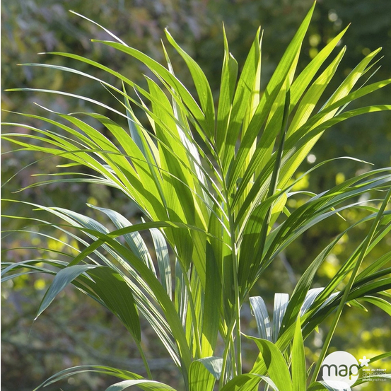 Kentia H120cm - Pot D 21cm
