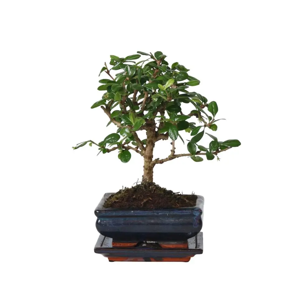 Bonsai - Carmona microphylla - Hoogte 25-30cm - ⌀15cm