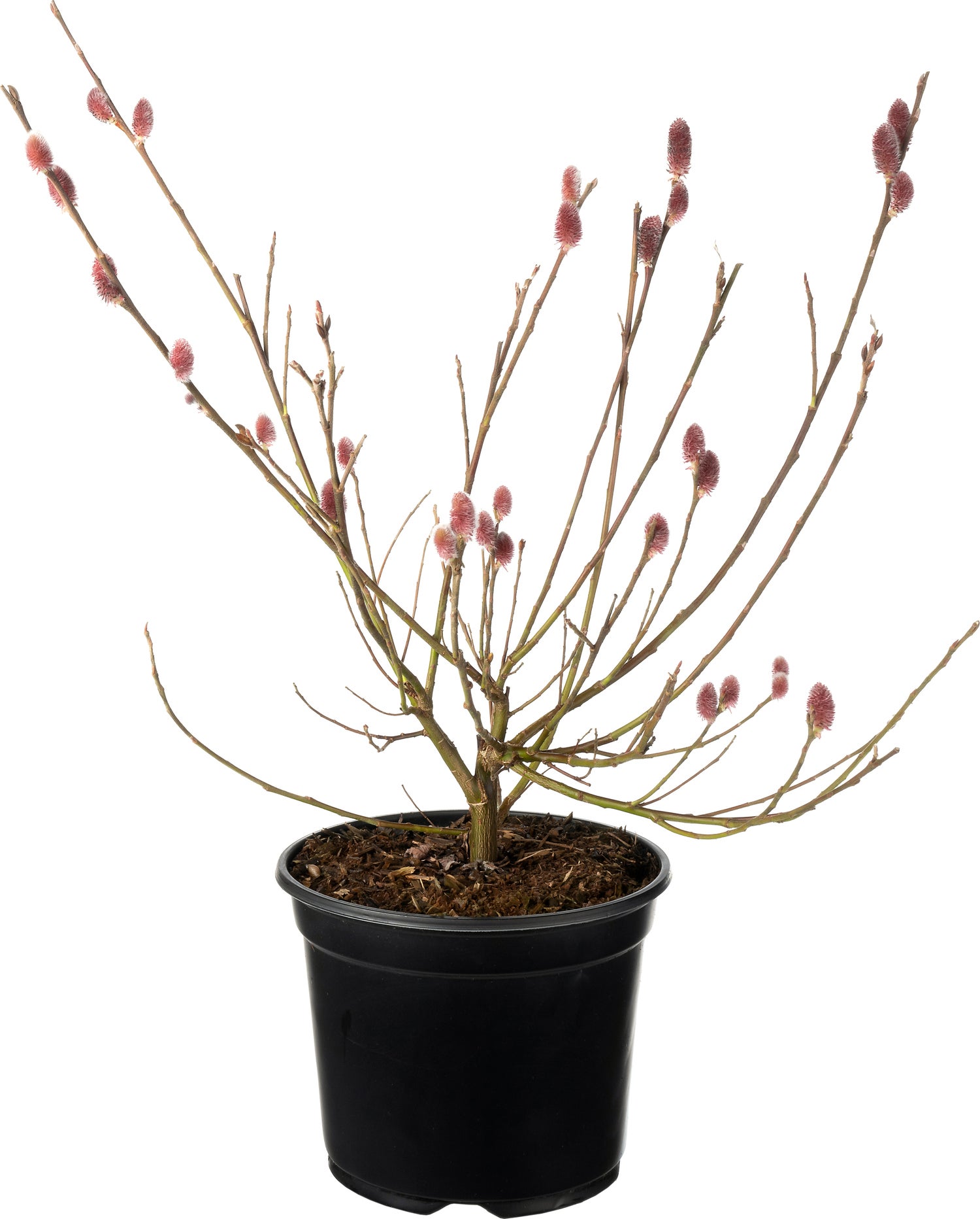 Roze Wilg (Salix gracilistyla 'Mount Aso') D 19 H 30 cm