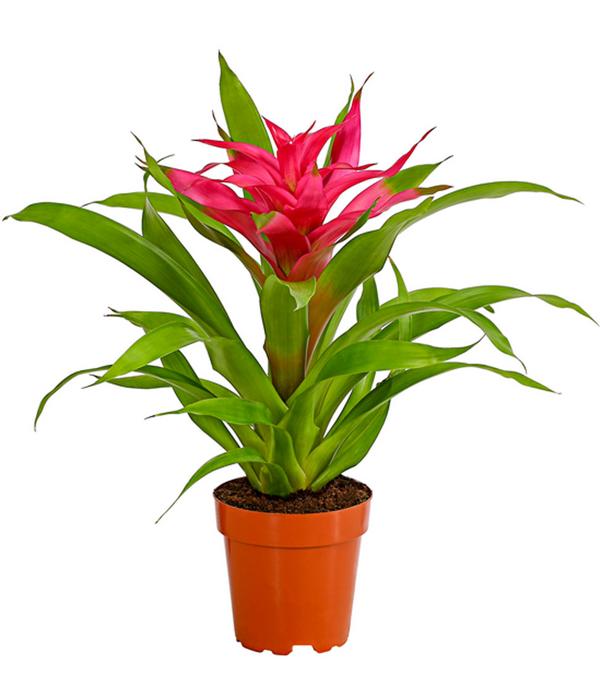 Guzmanie - Guzmania cultivars 'Deseo'