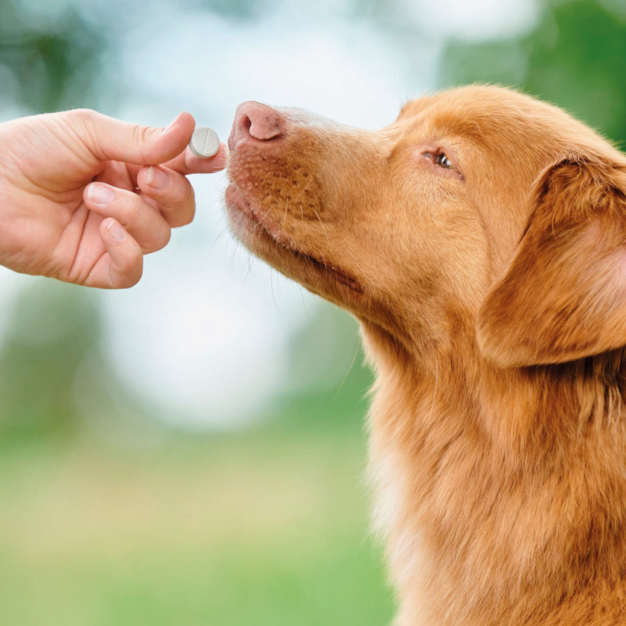 Comprimidos repelentes internos naturais Beaphar Vermipure para cães de porte médio e grande.