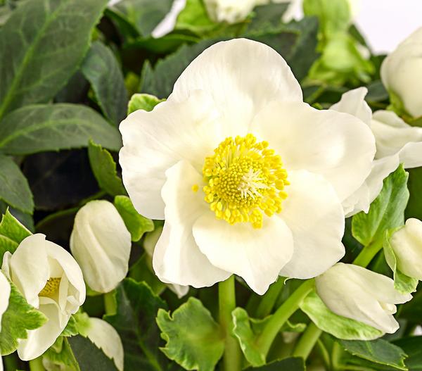 Christrose