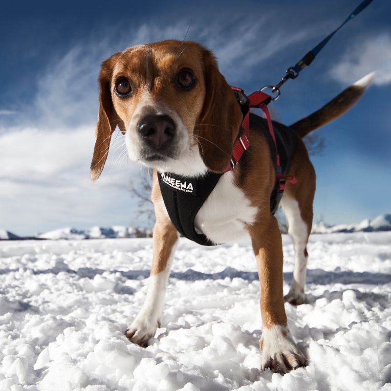 Harnais NEEWA Running Harness