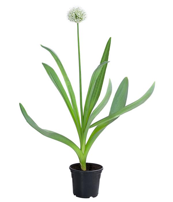 Zierlauch 'White Giant'