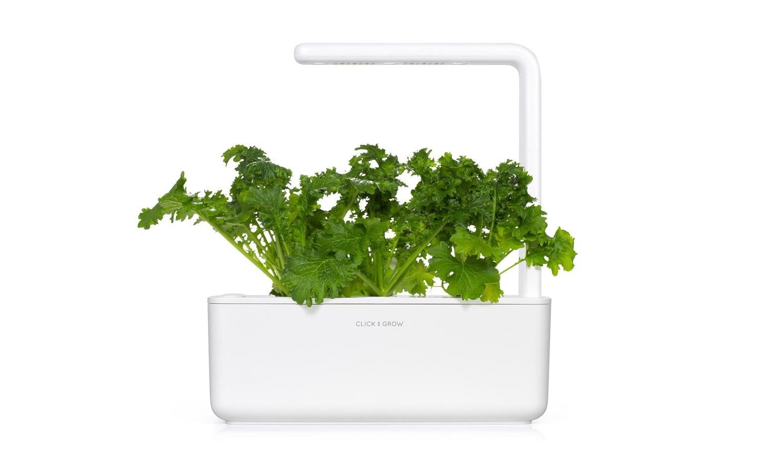 Samen Wasabi-Senf 3er-PackNachfüllpackung zum Smart Herb Garden
