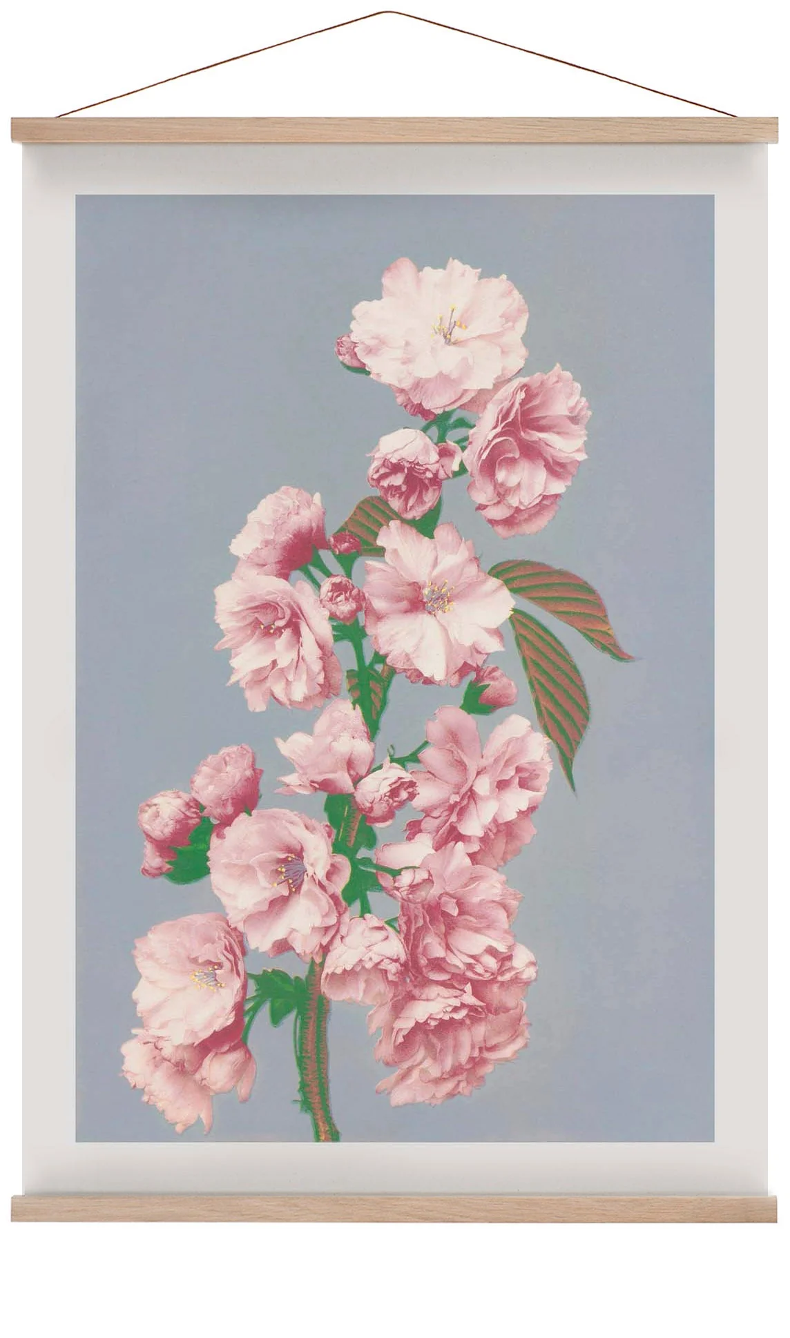 Kirschblüte von Ogawa Kazumasa