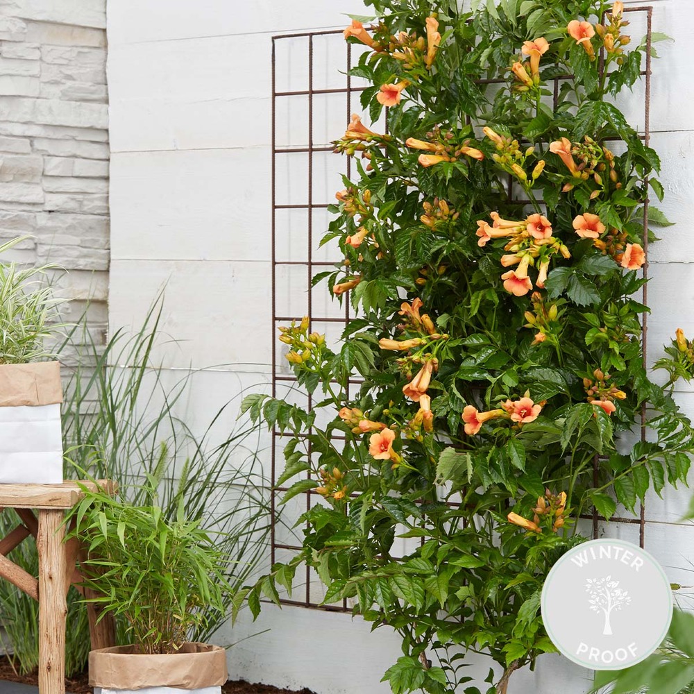 Campsis 'indian summer' – creeper – trompette grimpeuse – rustique – ⌀15 cm – ↕60-70 cm