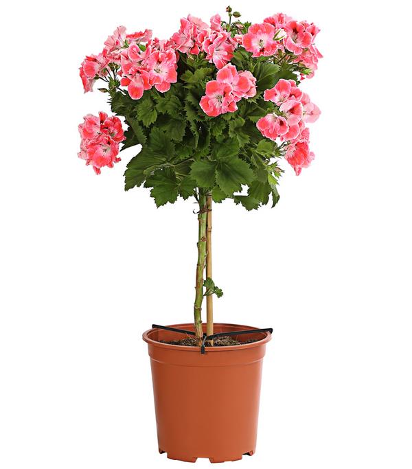 Edelgeranie, Stämmchen