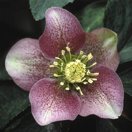 Kerstroos (Helleborus orientalis) D 9 H 15 cm