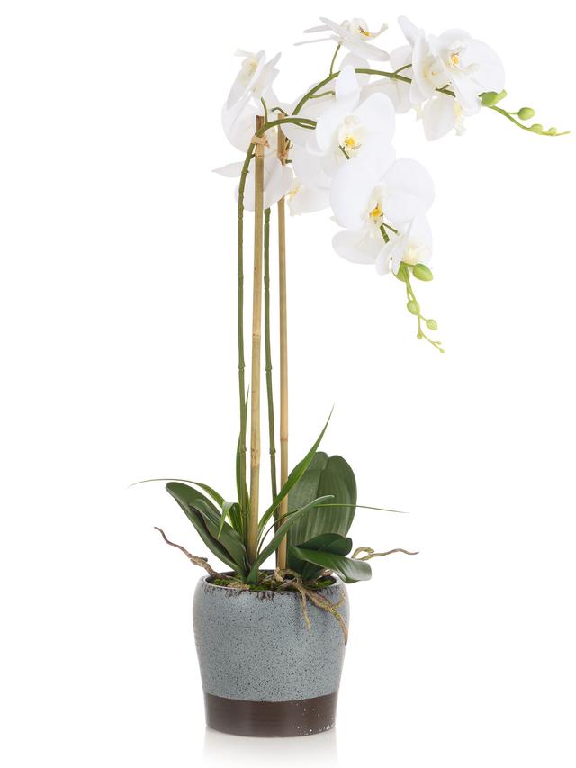 Orchidee Phalaenopsis mit Keramiktopf, 69 cm