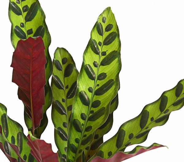 Korbmarante - Calathea lancifolia