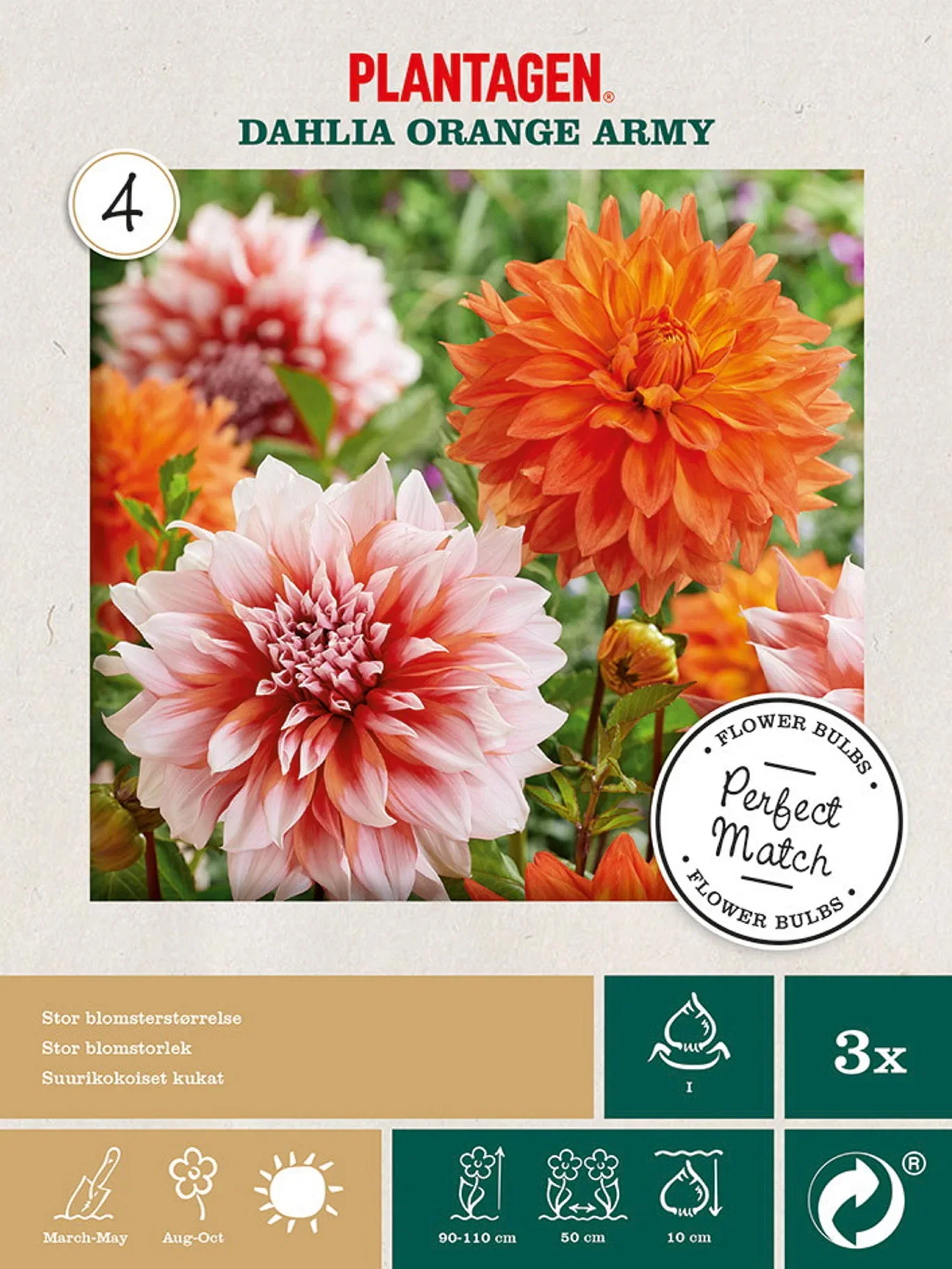 Plantagen Georgine miks Orange Army