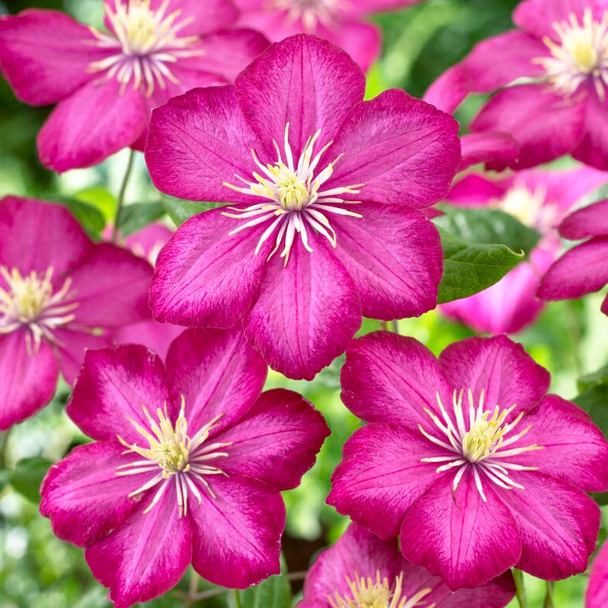 Bloomique – Set van 2 – Clematis Ville de Lyon – Donkerroze – Klimplanten – Tuinplanten – Winterhard – Pot 15 cm – 70–80 cm hoog