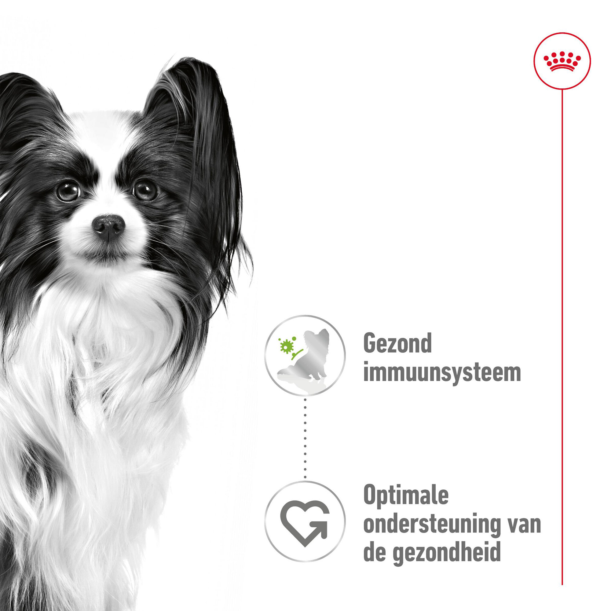 Royal Canin X-Small Adult Wet - Maaltijdzakje - Hondenvoer