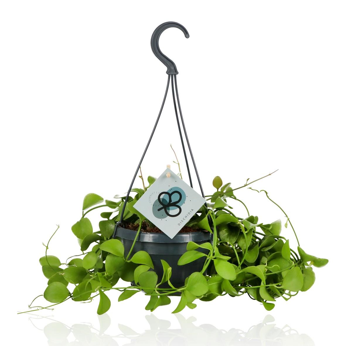 Plante d'intérieur - dischidia imbricata 40.0cm