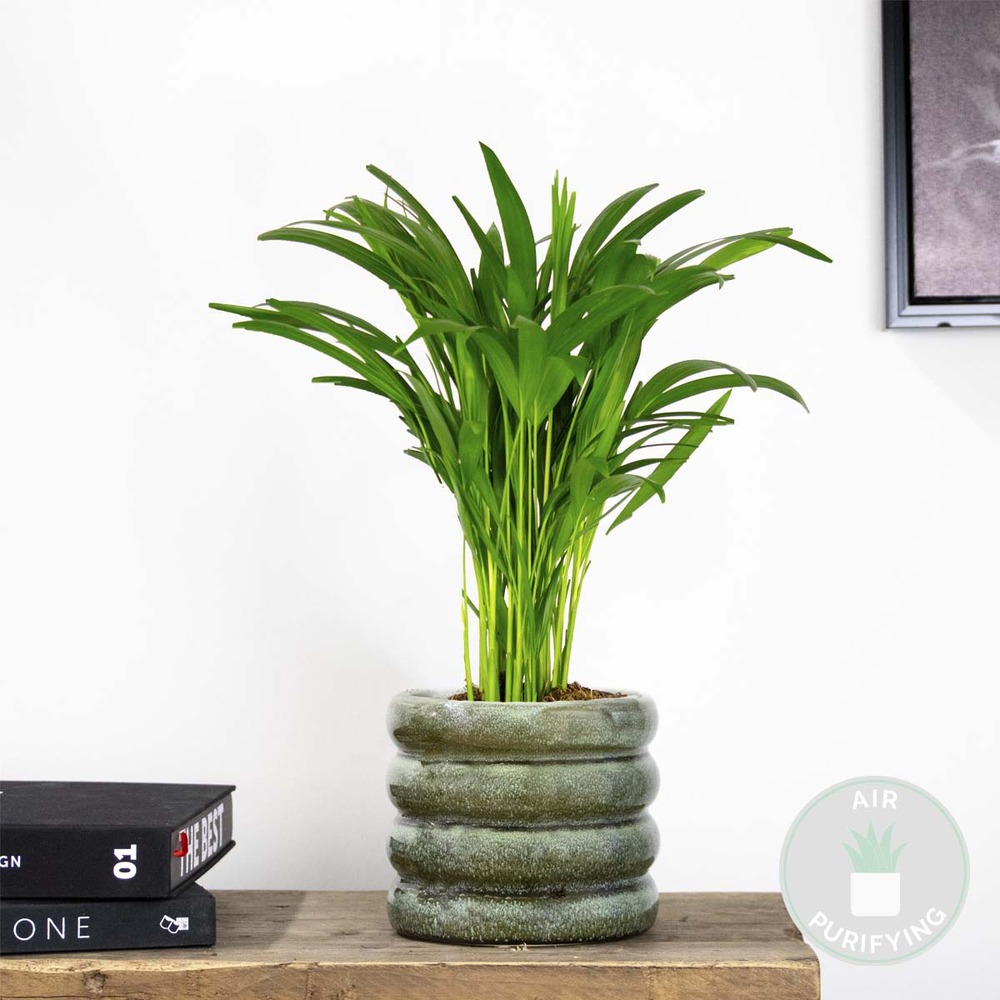 Dypsis lutescens - palmier dorés - plante d'intérieur - entretien facile – ⌀14 cm - ↕40-50 cm