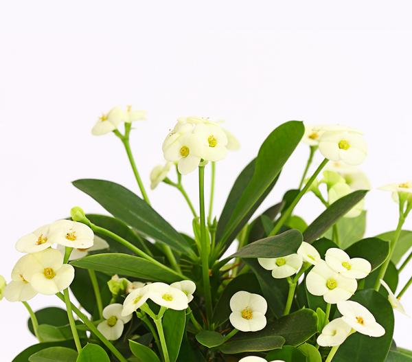 Christusdorn - Euphorbia milii