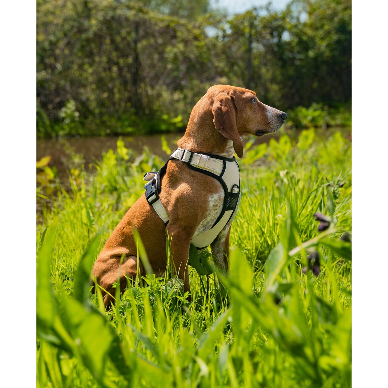 Lionto Hundegeschirr
