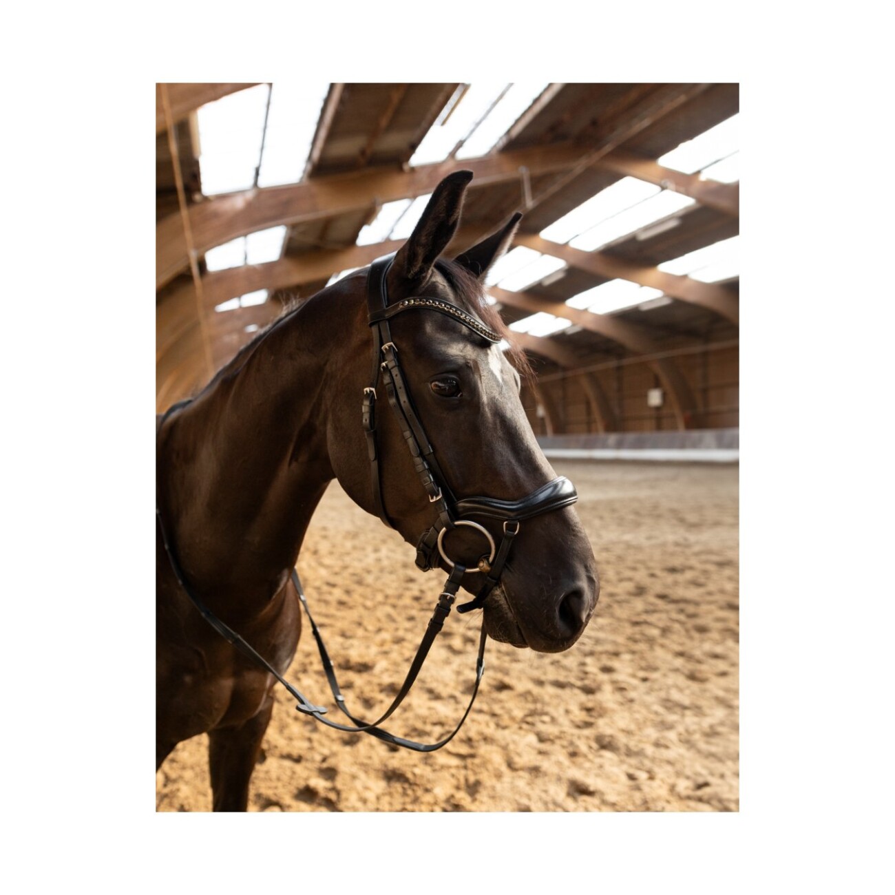 4Horses Trense Florenz VB/ COB (Vollblut)