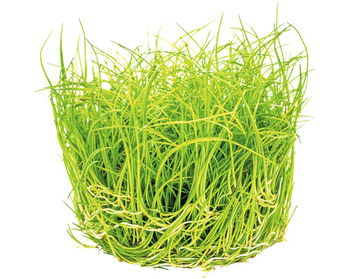 Dwergconiferen - Eleocharis pusilla In-Vitro