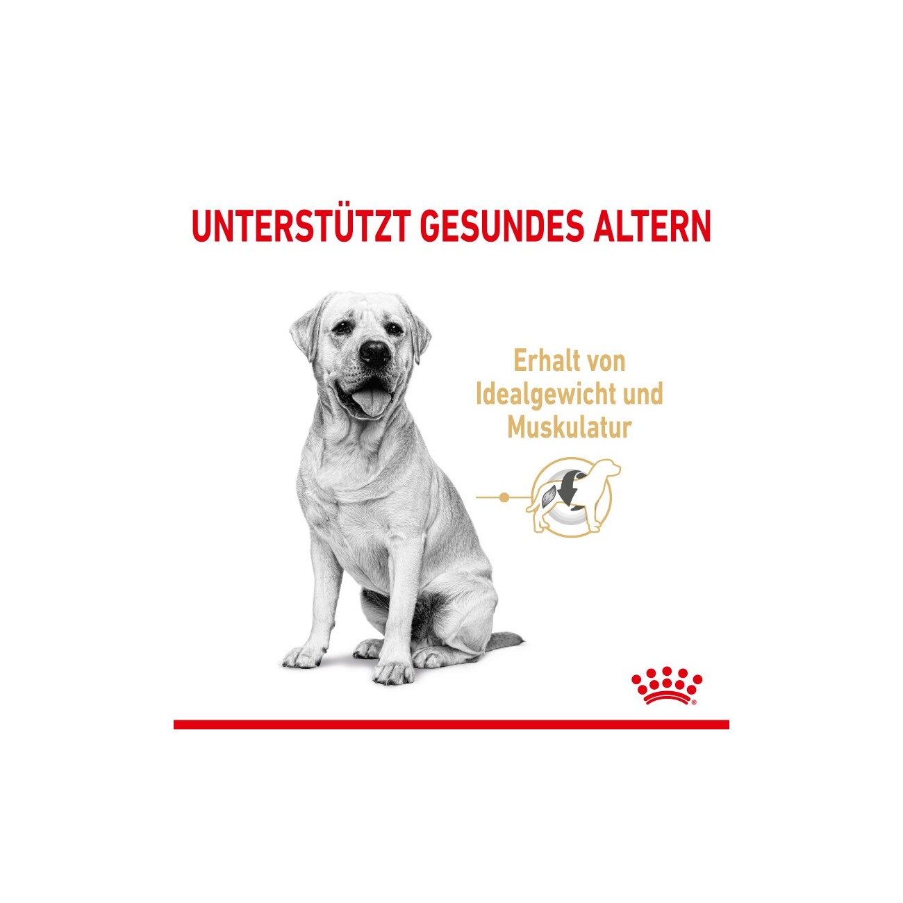 ROYAL CANIN Labrador Retriever 5+ Adult 3 kg