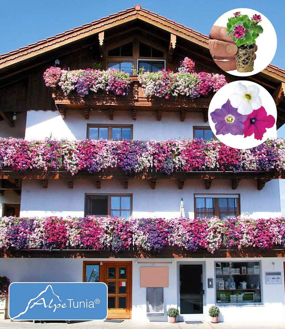 Hänge-Petunie 'AlpeTunia®' Kollektion