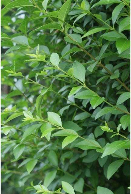 Ligusterhaag (Ligustrum ovalifolium) H 100-125 cm