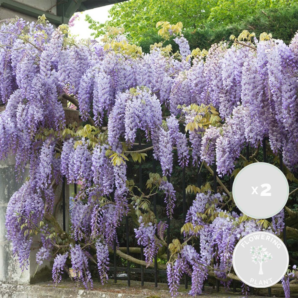 2x glycine prolifique – glycine – plante grimpante – facile d'entretien - ⌀15 cm - ↕60-70 cm