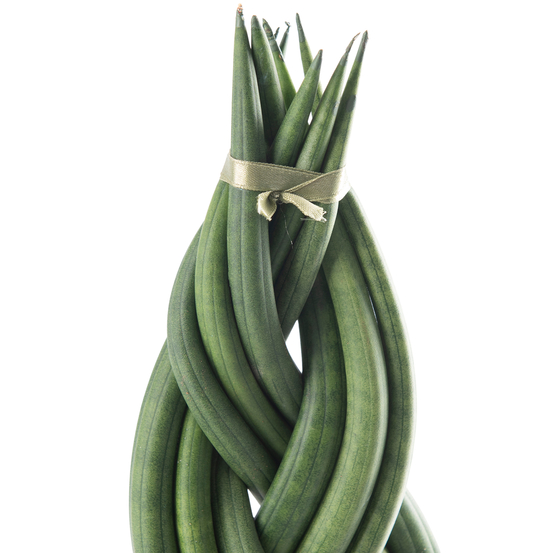 Sanseveria cylindrica braided - pot D12cm