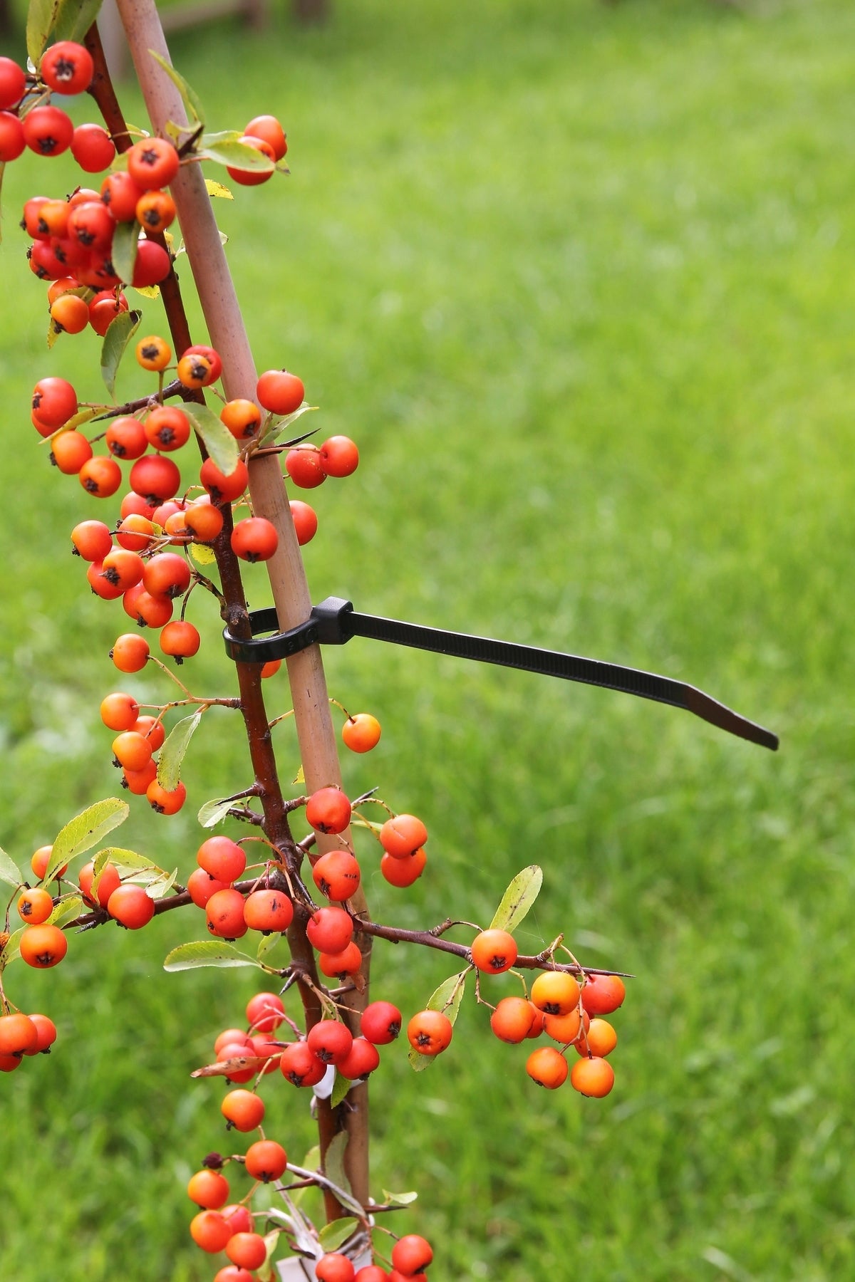 Nature kabelbinders 30 cm zwart 25 st
