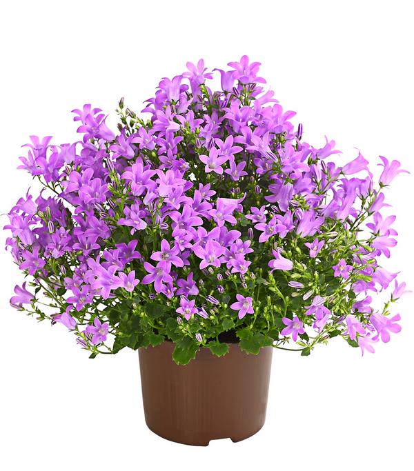 Glockenblume - Campanula portenschlagiana 'Get