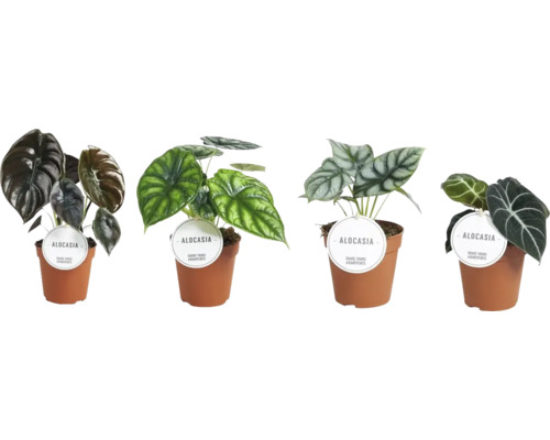 Alocasia MIX FloraSelf H 15-25 cm Ø 12 cm pot willekeurige variëteitselectie