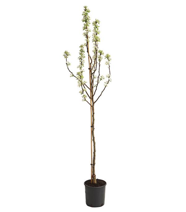 Winterbirne 'Novembra'
