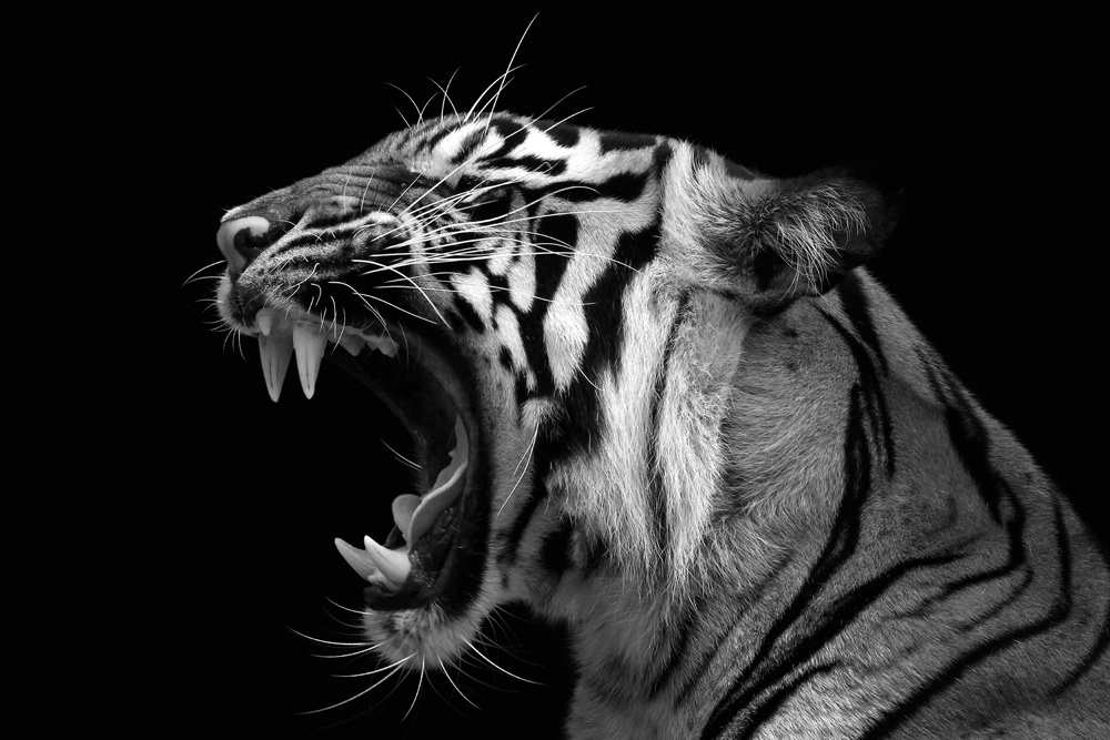 Akustikbild FAUCHENDER TIGER 80x120cm, 7kg