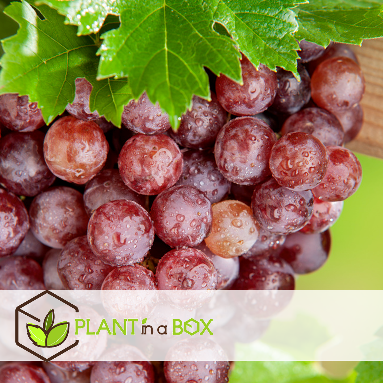 Plants de raisin - set de 3 - vitis vinifera - rouge - pot 9cm - hauteur 25-40cm
