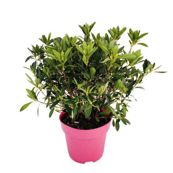 Azalea japonica 'Pink Spider':pot 4,6L